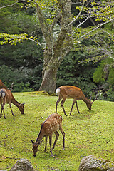 Image showing Wild deers walking around in Omoto Park, Japan