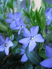 Image showing vinca minor