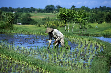 Image showing ASIA INDONESIA BALI RICE TERRACE UBUD TEGALLALANG