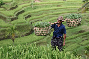 Image showing ASIA INDONESIA BALI RICE TERRACE UBUD TEGALLALANG