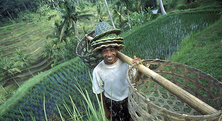 Image showing ASIA INDONESIA BALI RICE TERRACE UBUD TEGALLALANG