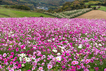 Image showing Cosmos flower farm garden