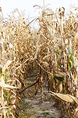 Image showing Dry yellow corn