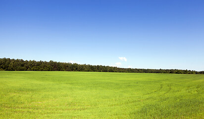 Image showing Summer landscape