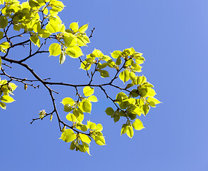 Image showing leaves of linden