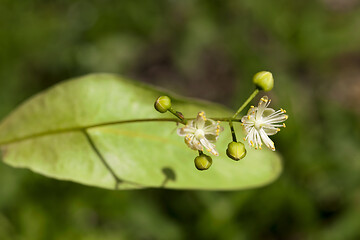 Image showing inflorescence linden closeup