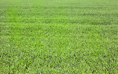 Image showing sprouts of wheat