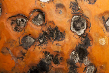 Image showing rotting pumpkin close-up