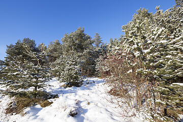 Image showing small pine tree in the forest in winter