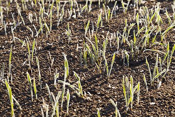 Image showing covered with frost young sprouts close-up of wheat