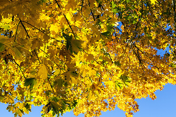 Image showing yellowed maple trees in autumn