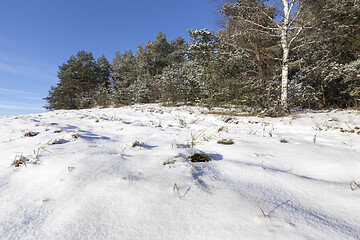 Image showing Winter forest, close-up