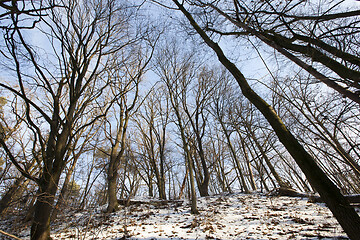 Image showing bare deciduous trees in winter forest