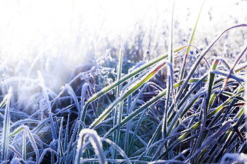Image showing Frozen grass
