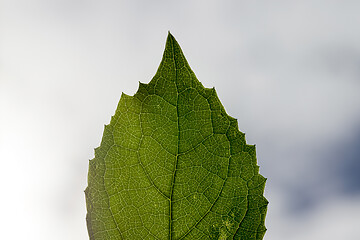 Image showing Single green leaves