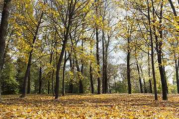 Image showing yellowed maple trees in autumn