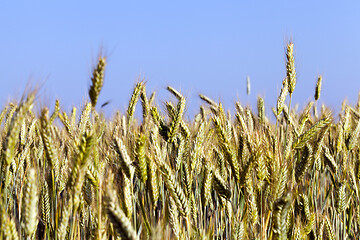 Image showing ears of rye in the Agricultural field