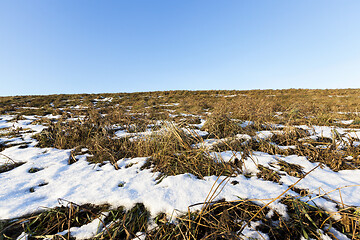 Image showing Dry grass under the snow close-up