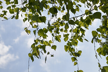 Image showing Spring young birch foliage