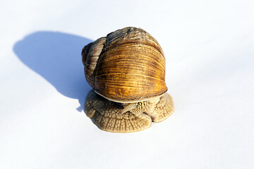 Image showing snail on white paper