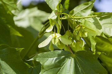 Image showing maple seed