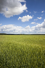 Image showing Field of wheat