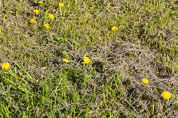 Image showing mows grass and dandelions