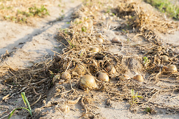 Image showing Harvest of onions