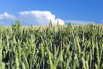 Image showing Field with cereal