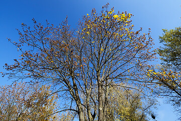 Image showing the top of a maple tree on blue sky background