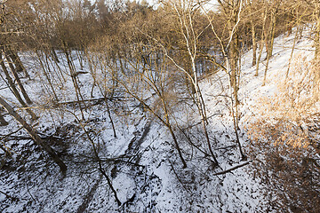 Image showing bare trees growing in a ravine in the winter forest