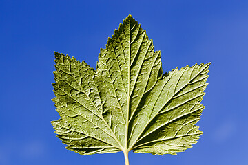 Image showing Spring garden, close-up