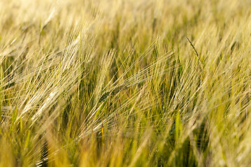 Image showing young unripe barley ears closeup