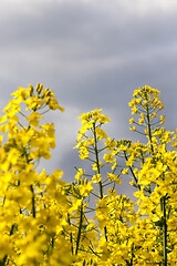 Image showing Yellow rapeseed