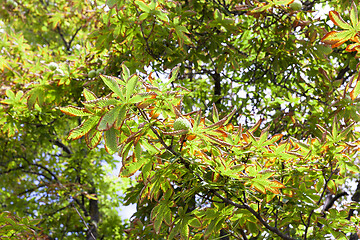 Image showing Chestnut leaves, close-up