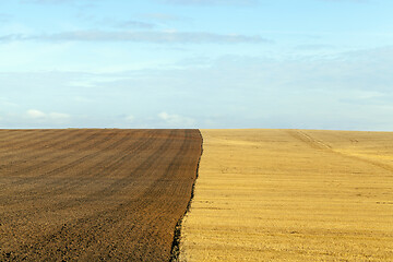 Image showing wheat farming field