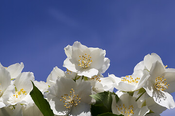 Image showing White jasmine