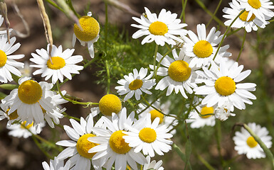 Image showing Wild chamomile flowers