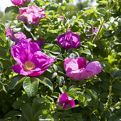 Image showing Red flowers rosehip