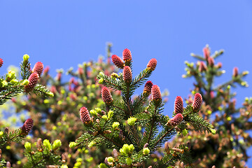 Image showing Spruce in the spring