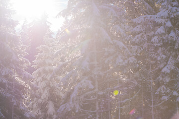 Image showing winter landscape in forest at sunset