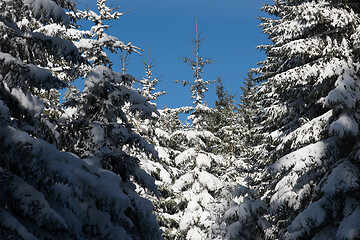 Image showing winter landscape in forest at sunset