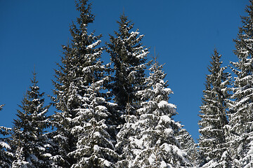 Image showing winter landscape in forest at sunset