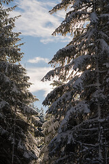 Image showing winter landscape in forest at sunset