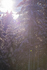 Image showing winter landscape in forest at sunset