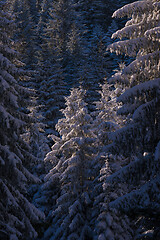 Image showing winter landscape in forest at sunset