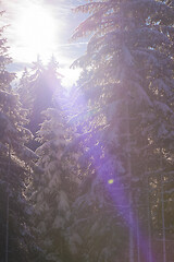 Image showing winter landscape in forest at sunset