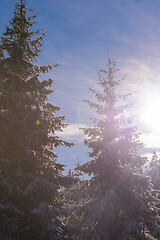 Image showing winter landscape in forest at sunset