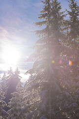 Image showing winter landscape in forest at sunset