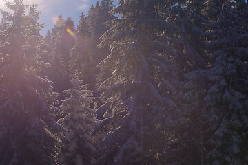 Image showing winter landscape in forest at sunset